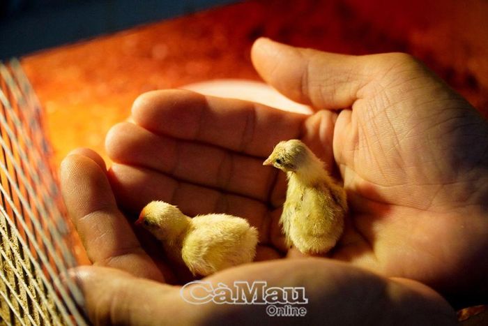 Những chú gà con xinh xắn 4 ngày tuổi.