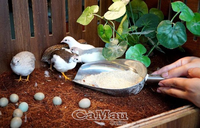 Chị Ái Chân cho biết, giống gà này cực kỳ dễ nuôi, ít tốn công chăm sóc. Hằng ngày chỉ cần đổ cám và châm nước, dọn chuồng 1 lần/tháng. Tuy nhiên, chuồng phải kín đáo, tránh chuột tấn công. Ngoài ra, chị còn phối trộn thêm đệm lót chuồng dành riêng cho gà, sẽ chống hôi và làm mượt lông.