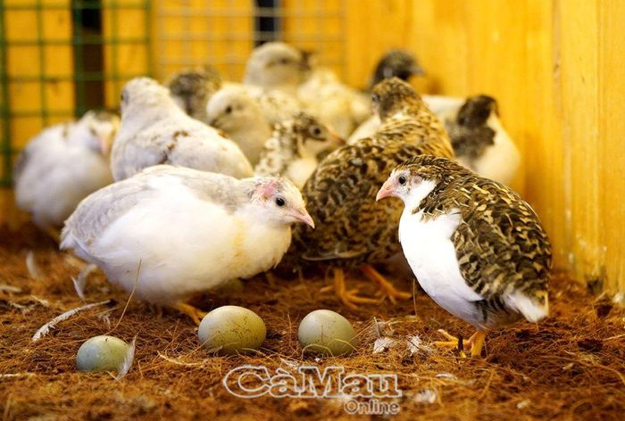 Rutin là giống gà lai nội địa có hình dáng đẹp, thon gọn, kích cỡ vừa bằng nắm tay người.