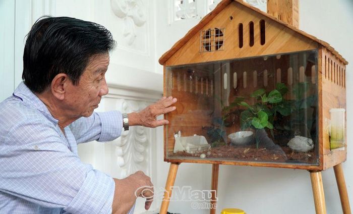 Ông Nguyễn Hậu (Phường 4, TP Cà Mau), hơn 70 tuổi, vui thích khi ngắm những chú gà rutin xinh xắn đặt ở góc nhà. Ông vui vẻ: “Giống gà này dễ nuôi mà đẻ sai lắm! Nuôi gà vừa đẹp nhà, vừa giúp sắp nhỏ gần gũi, yêu thương động vật. Hơn nữa là có được phần thưởng là những quả trứng bổ dưỡng”.