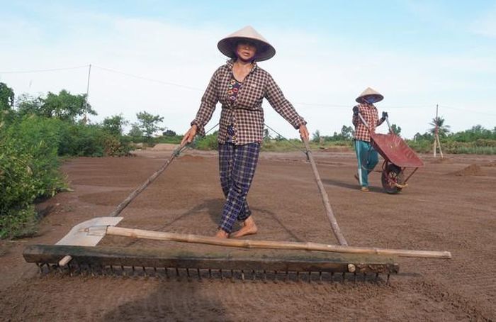 Họ vẫn tãi cát cho khô bằng chiếc cào như những năm xưa…