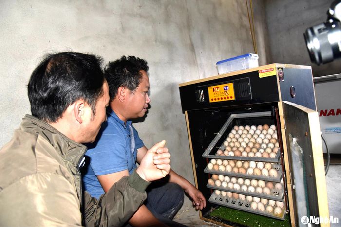 Nhờ có đề án, người dân xã Mường Lống đã biết sử dụng máy ấp trứng để nhân giống gà đen bản địa. Ảnh: Hoài Thu