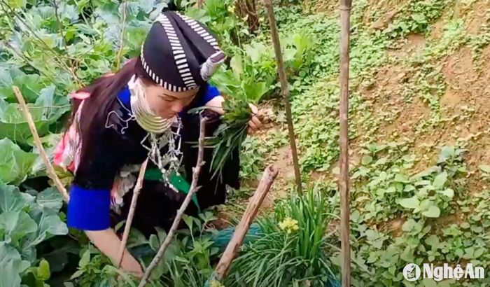 Các cây thuốc Nam được phụ nữ Mông trồng trong vườn nhà dùng để nấu với gà đen bồi bổ sức khỏe. Ảnh: Hoài Thu