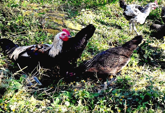Gà đen - vật nuôi truyền thống trở thành sản phẩm OCOP của huyện Kỳ Sơn. Ảnh: Hoài Thu