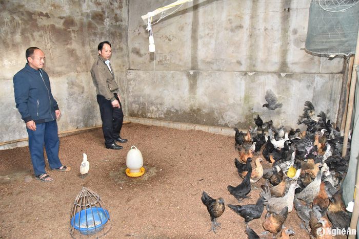 Người dân xã Mường Lống phát triển kinh tế từ chăn nuôi gà đen. Ảnh: Hoài Thu