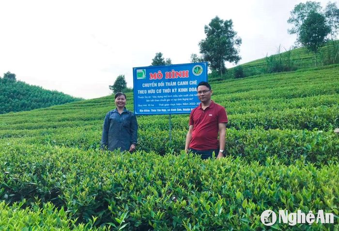 Mô hình trồng chè hữu cơ ở xã Bình Sơn (Anh Sơn) được triển khai từ năm 2022 đến nay. Ảnh: T.P