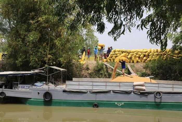 Còn tại Angimex và Gạo Trung An, từng thuộc hàng nhóm các doanh nghiệp xuất khẩu hàng đầu, đến nay, cả 2 công ty đều ghi nhận lợi nhuận giảm sâu với số lỗ kéo dài.