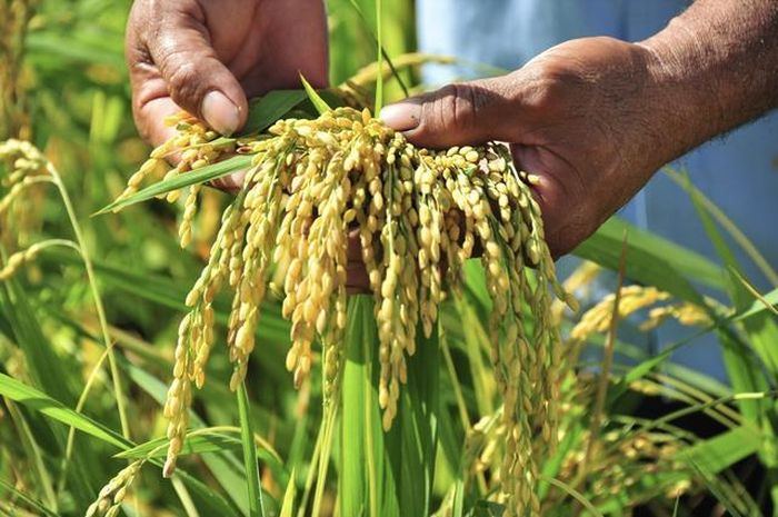 Dự báo thiếu hụt gạo trên thế giới sẽ tạo cơ hội cho các nước xuất khẩu gạo, trong đó có Việt Nam.