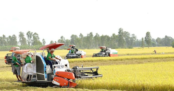 Sản xuất lúa gạo tại ĐBSCL. Nguồn: SGGPO