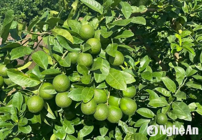 Nhờ áp dụng kỹ thuật và đúc rút kinh nghiệm chăm sóc nên chanh ra quả sai, mọng nước, mẫu mã đẹp. Ảnh: T.P