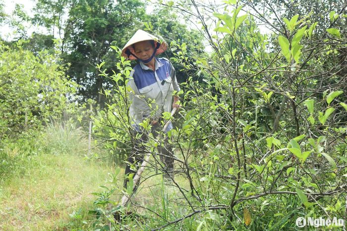 Cuốc đất quanh tán để phơi đất. Ảnh: T.P