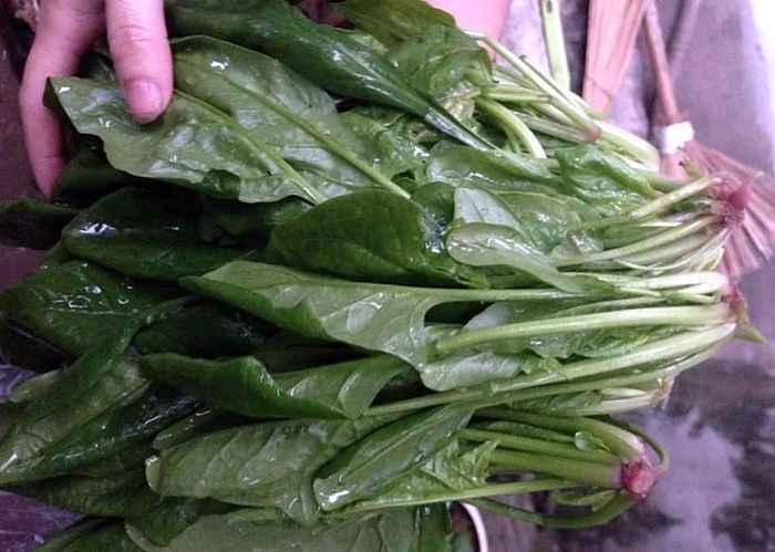Trong số các loại rau lá xanh thì cải bó xôi là loại giàu chất dinh dưỡng nhất. Ảnh: N.P