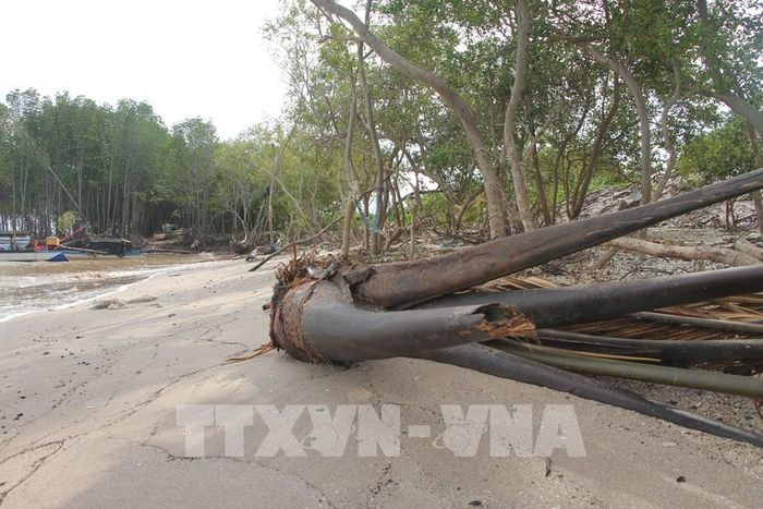 Vụ sạt lở gây sạt lở 100m đê, gây mất an toàn, ổn định và có nguy cơ gây vỡ đê. Ảnh: Chanh Đa-TTXVN 