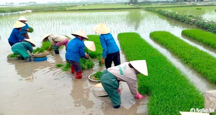 Phụ nữ thôn Thuận Yên, xã Quỳnh Ngọc cấy lúa trên diện tích ruộng hoang chi hội đảm nhận sản xuất. Ảnh: Trần Dung