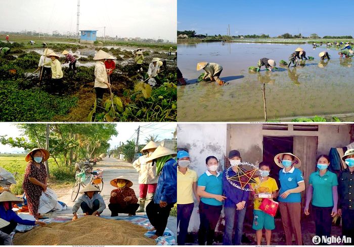 Các chi hội Phụ nữ xã Quỳnh Ngọc trồng lúa trên ruộng hoang tạo nguồn quỹ giúp các hộ khó khăn. Ảnh: Trần Dung