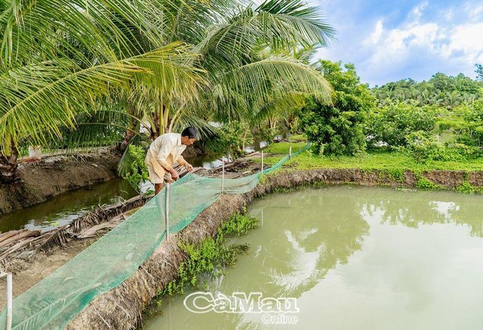 Nông dân rào lưới mành để cá không thoát ra các kênh rạch trong mùa mưa.
