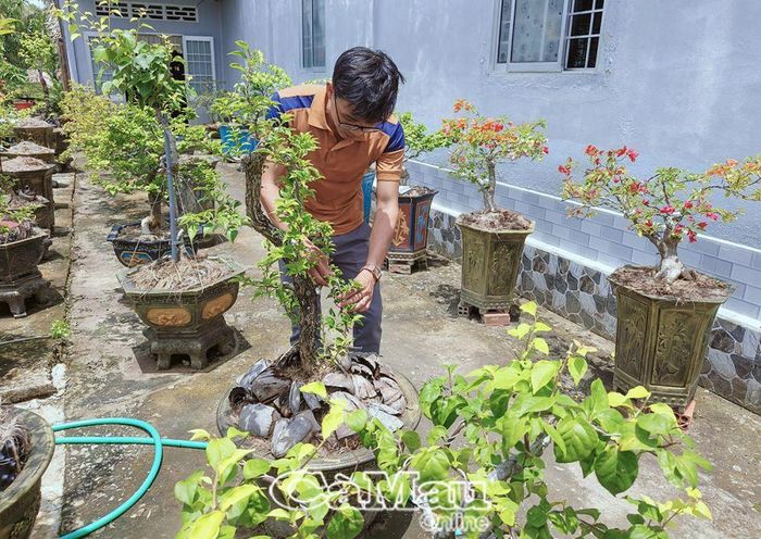 Bí thư Chi bộ Trương Hữu Đức là trụ cột phát triển kinh tế gia đình với vườn cây cảnh hơn 2.000 m2.