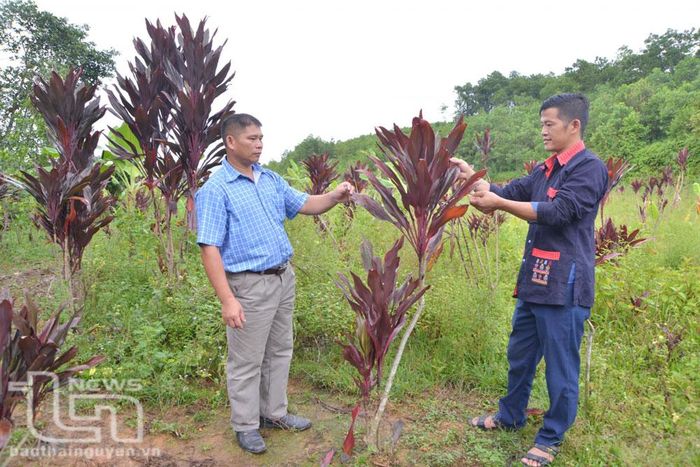 HTX dược liệu và du lịch người Dao Quân Chu đang trồng khoảng 2ha cây dược liệu, phục vụ sản xuất thuốc nam gia truyền.