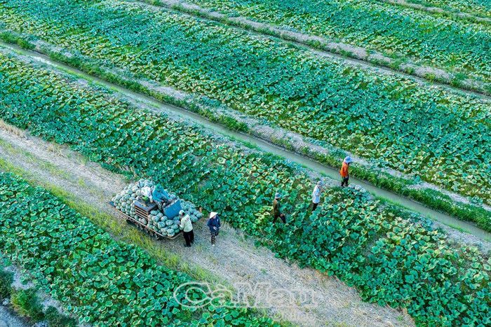 Người dân sống dọc tuyến kênh Minh Hà phát triển mạnh nghề trồng màu, đặc biệt là bí đỏ và các loại rau, củ, quả.