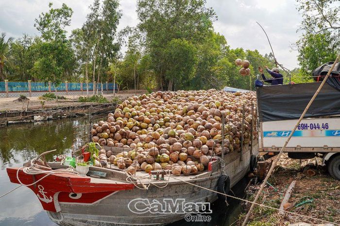 Thương lái khắp nơi đổ về kênh xáng Minh Hà thu mua nông sản.