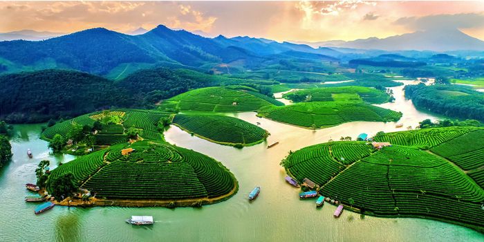 Đảo chè - điểm đến du lịch hấp dẫn ở huyện Thanh Chương. Ảnh tư liệu Báo Nghệ An