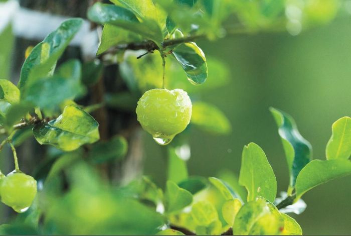 Acerola Cherry chứa hàm lượng lớn vitamin C trong tự nhiên. Ảnh: Nutrilite