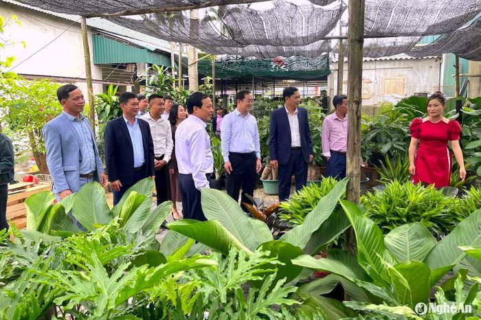 Lãnh đạo thành phố Vinh tham quan làng nghề cây cảnh ở xã Nghi Ân. Ảnh: Quang An