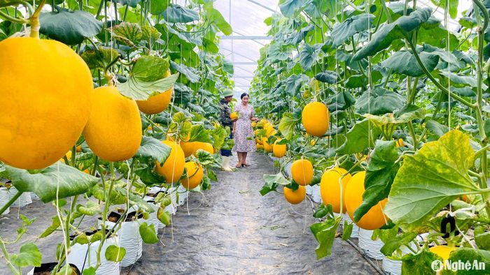 Mô hình trồng dưa lưới ở xã Nghi Ân. Ảnh: Quang An