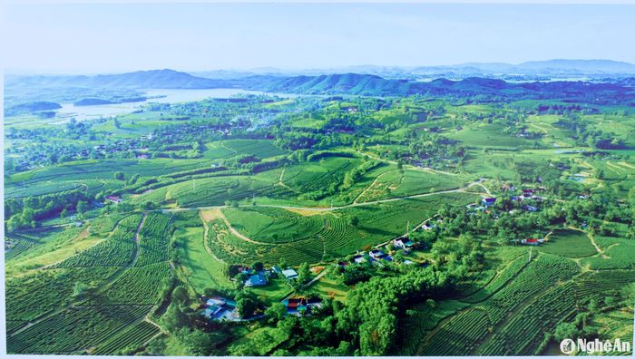 Tác phẩm "Đồi chè Thanh Mai" trưng bày tại triển lãm. Ảnh: Hồ Đình Chiến