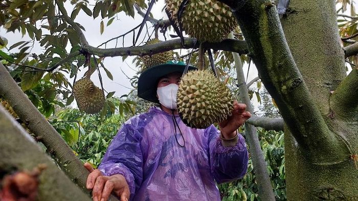 Người dân làng Ktu bảo vệ sầu riêng tránh bị thiệt hại do gió mạnh. Ảnh: Nguyễn Diệp