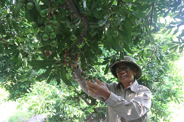 Cây mắc ca sinh trưởng, phát triển tốt, bước đầu phù hợp với khí hậu và thổ nhưỡng địa phương