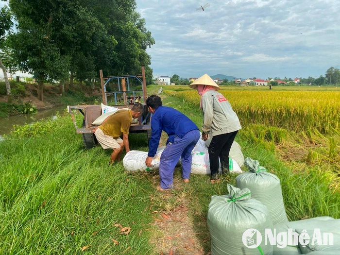 Xe công nông ra tận ruộng để vận chuyển lúa về nhà. Ảnh: Văn Trường