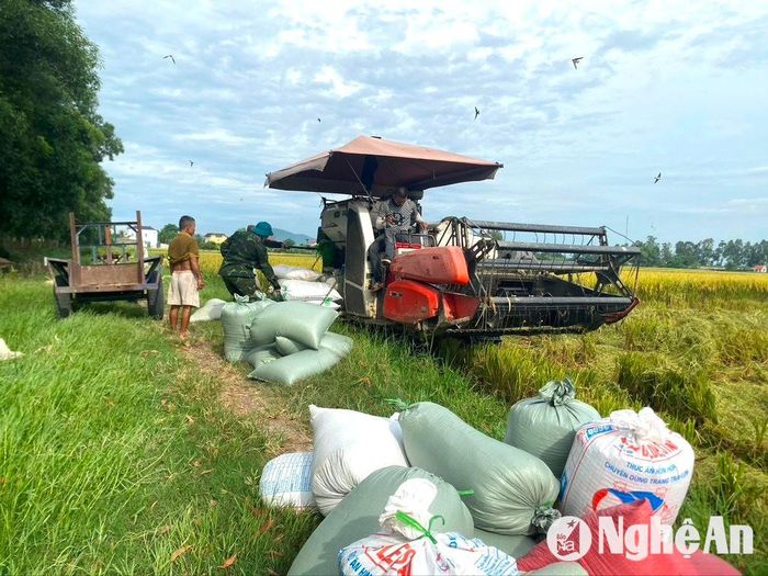 Bà con nông dân huyện Yên Thành chở lúa hè thu về nhà. Ảnh: Văn Trường