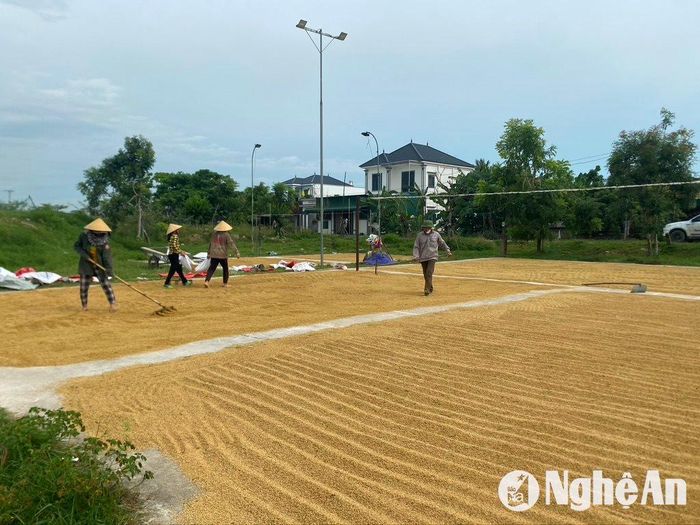 Bà con tranh thủ trời nắng phơi lúa hè thu. Ảnh: Văn Trường