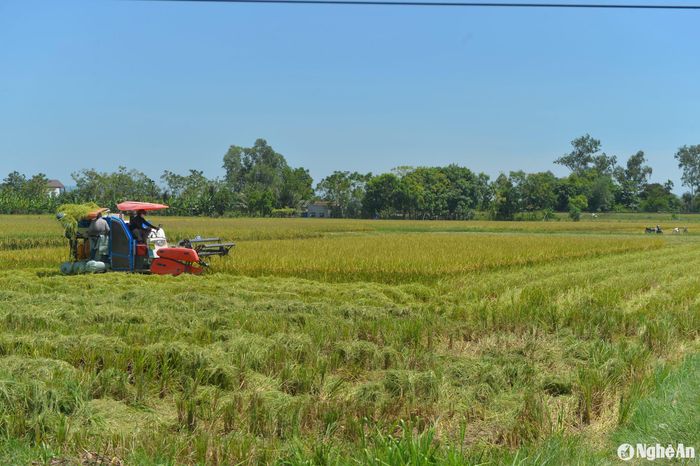Các máy gặt hoạt động xuyên trưa trên cánh đồng lúa ở xã Nhân Thành, Yên Thành. Ảnh: Văn Trường