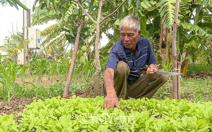 Ông Thạch Bal tích cực tăng gia sản xuất, phát triển kinh tế gia đình. Ảnh: HUỲNH LUÂN