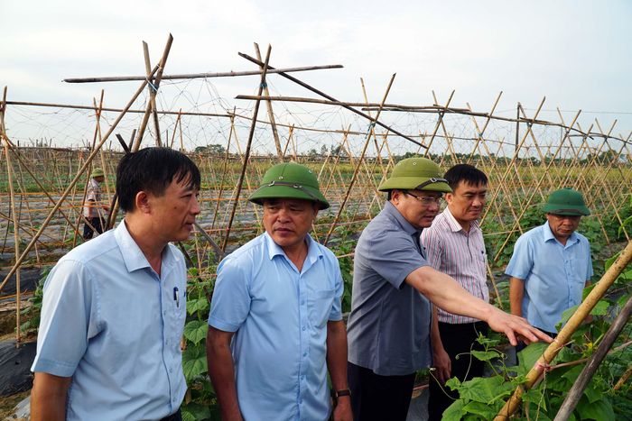Đồng chí Nguyễn Văn Đệ kiểm tra mô hình chuyển đổi cơ cấu cây trồng trên đất lúa tại xã Diễn Lộc (Diễn Châu). Ảnh: Phú Hương