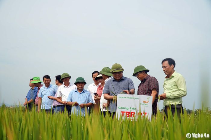 Đồng chí Nguyễn Văn Đệ kiểm tra mô hình liên kết sản xuất lúa TBR97 tại huyện Quỳnh Lưu. Ảnh: Phú Hương