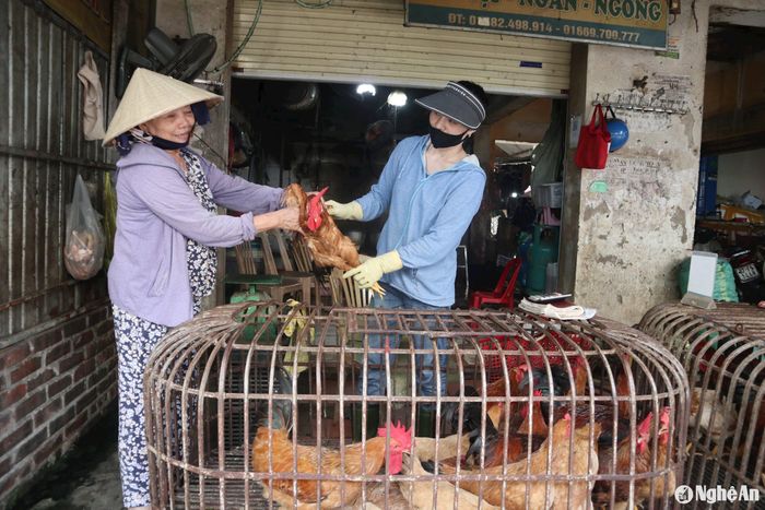 Giá gà trống ở các chợ dân sinh tăng nhẹ. Ảnh: T.P