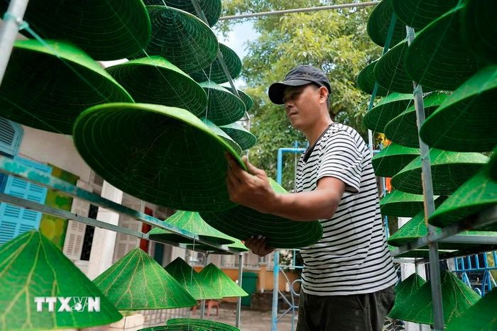  Với một lớp sơn bóng bảo vệ, sau khi phơi dưới nắng lần cuối, chiếc nón lá sen đã hoàn thành. (Ảnh: Minh Quyết/TTXVN) 