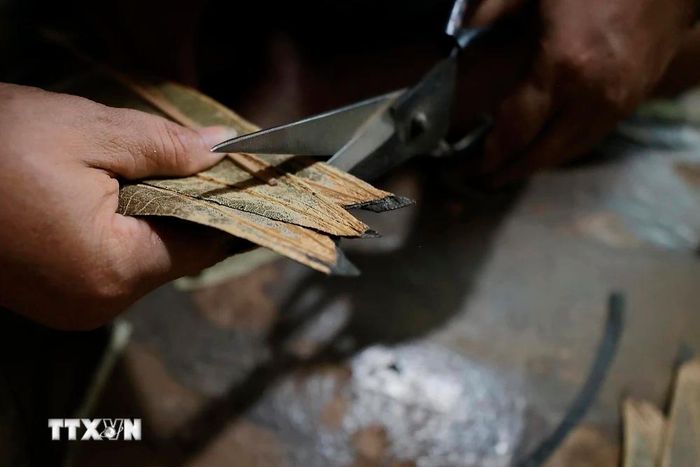  Nguyên liệu lá sen được xử lý qua các công đoạn, chuẩn bị cho người thợ khâu chằm nón. (Ảnh: Minh Quyết/TTXVN) 