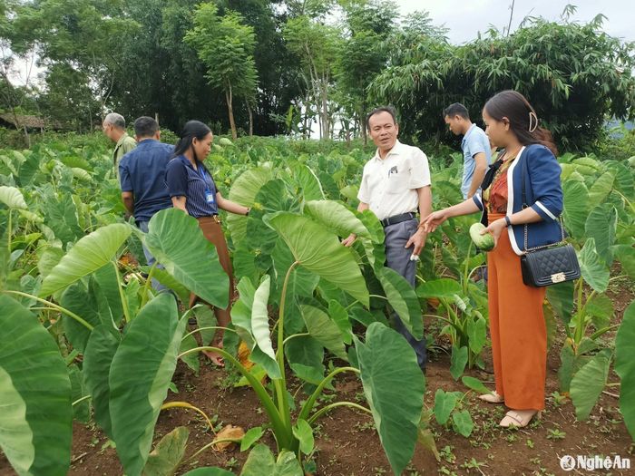 Mô hình trồng cây khoai sọ đem lại hiệu quả tại xã Nậm Giải, huyện Quế Phong. Ảnh: CSCC