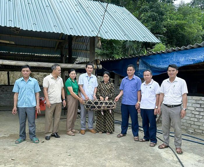 Xây dựng mô hình chăn nuôi lợn đen gắn với hỗ trợ con giống của huyện Quế Phong. Ảnh: CSCC