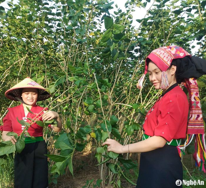 Mô hình trồng dâu, nuôi tằm, dệt vải tại xã Cắm Muộn, huyện Quế Phong. Ảnh: Mai Hoa