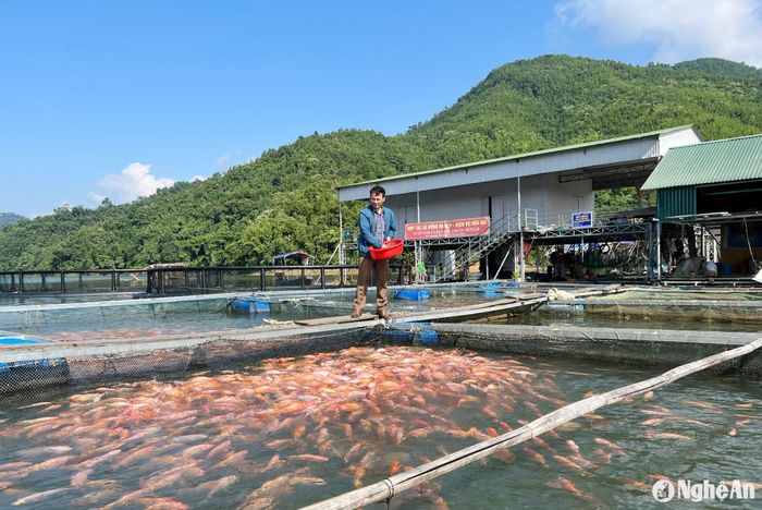 Mô hình nuôi cá lồng tại lòng hồ Thủy điện Hủa Na (Quế Phong). Ảnh: Mai Hoa