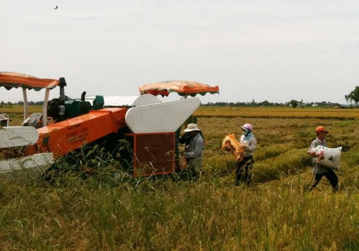 Đẩy nhanh thu hoạch lúa bằng máy cơ giới