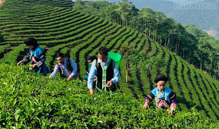  Huyện Mường Khương đang nỗ lực phấn đấu trở thành "thủ phủ" chè của tỉnh. 