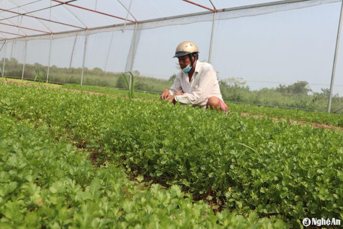 Rau mùi trái vụ có giá 4.000 đồng/bó, cao gấp 6-8 lần so với chính vụ. Ảnh: T.P