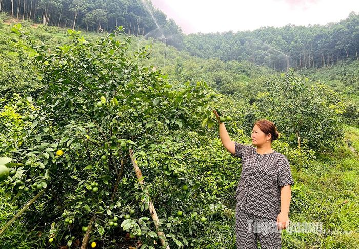 Vườn chanh tứ quý 2.000 gốc của gia đình chị Trần Thu Hạnh, thôn Sơn Thủy, xã Yên Thuận (Hàm Yên) áp dụng tưới nước tiên tiến.