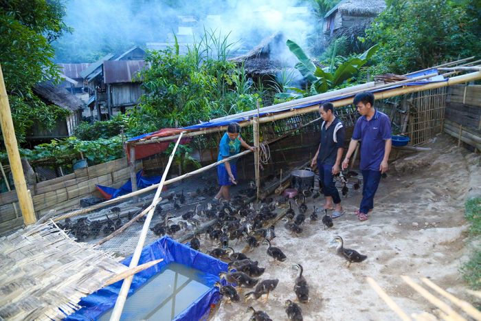 Ông Lô Văn Giáp - Chủ tịch UBND xã Hữu Khuông cho biết: Dự án thứ hai trong Chương trình Mục tiêu Quốc gia về Giảm nghèo bền vững năm 2023 tập trung vào đa dạng hóa sinh kế và phát triển mô hình giảm nghèo tại xã Hữu Khuông. Dự án đã triển khai trên địa bàn 3 bản: Con Phen, Huồi Cọ và Huồi Pủng. Trong năm 2023, toàn xã có 30 hộ gia đình được hỗ trợ. Cụ thể, tại bản Huồi Pủng, có 10 hộ gia đình được cấp vịt giống, mỗi hộ nhận 170 con. Tổng kinh phí nhà nước hỗ trợ cho mỗi hộ tại đây là 11.835.000 đồng. Dự án này nhằm mục tiêu cung cấp nguồn sinh kế bền vững, giúp các hộ dân vượt qua khó khăn, cải thiện đời sống và thoát nghèo. Ảnh: Đình Tuyên